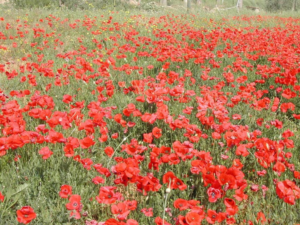 Agriturismo Selvella Radicofani Buitenkant foto
